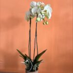 Orquídea phanelopsis verde limón con maceta de cerámica