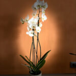Orquídea Phanelopsis blanca con maceta cerámica modelo según disponibilidad
