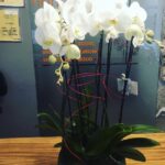 Base ceramica con 3 orquideas phanelopsis